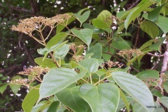 Premna coriacea